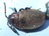 Emarhopa rufa